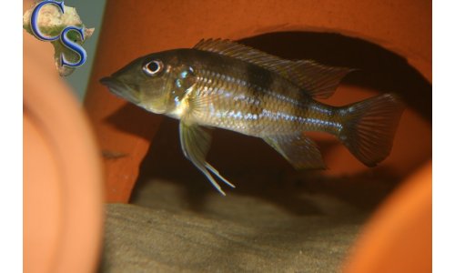 Gnathochromis permaxillaris